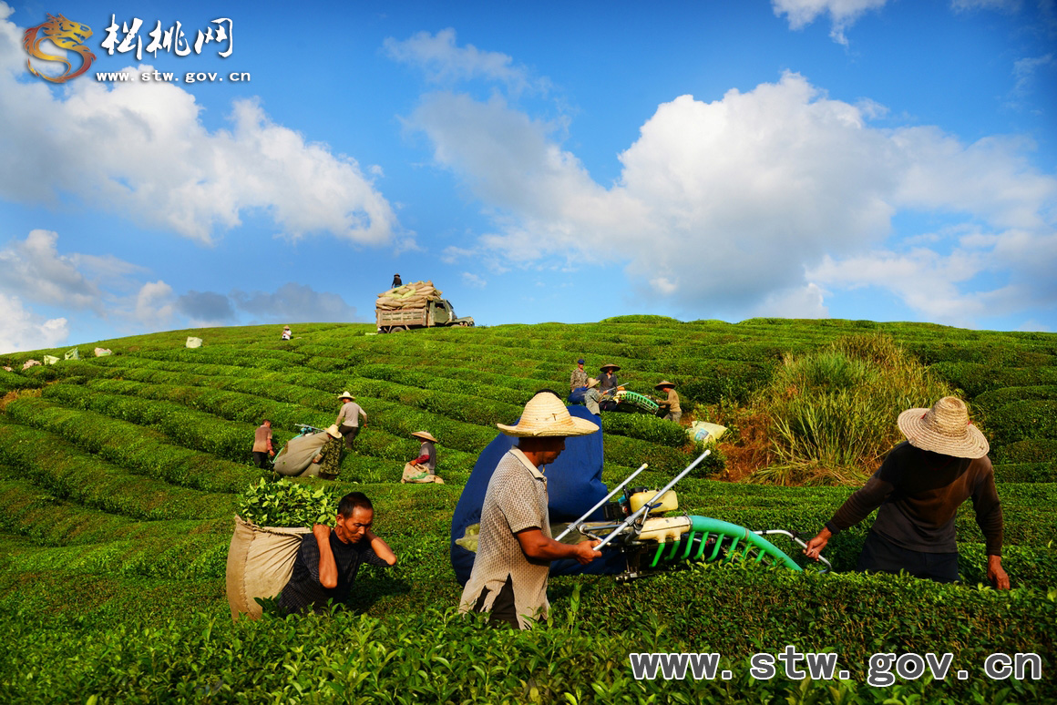 松桃世昌茶園美景如畫