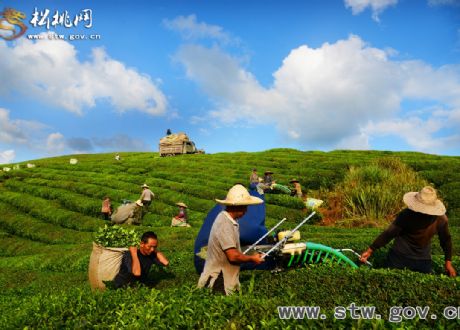 松桃世昌茶園美景如畫