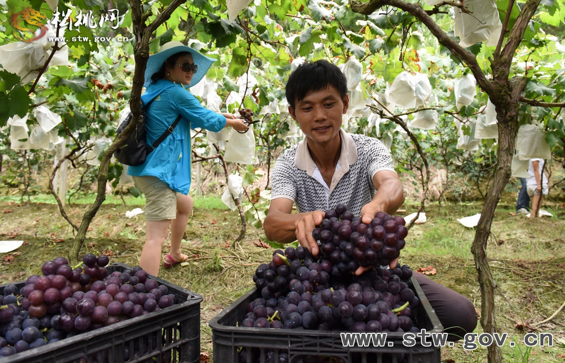 沙壩葡萄熟 惹得游人醉
