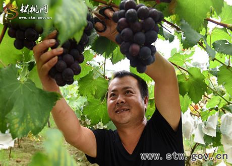 沙壩葡萄熟 惹得游人醉