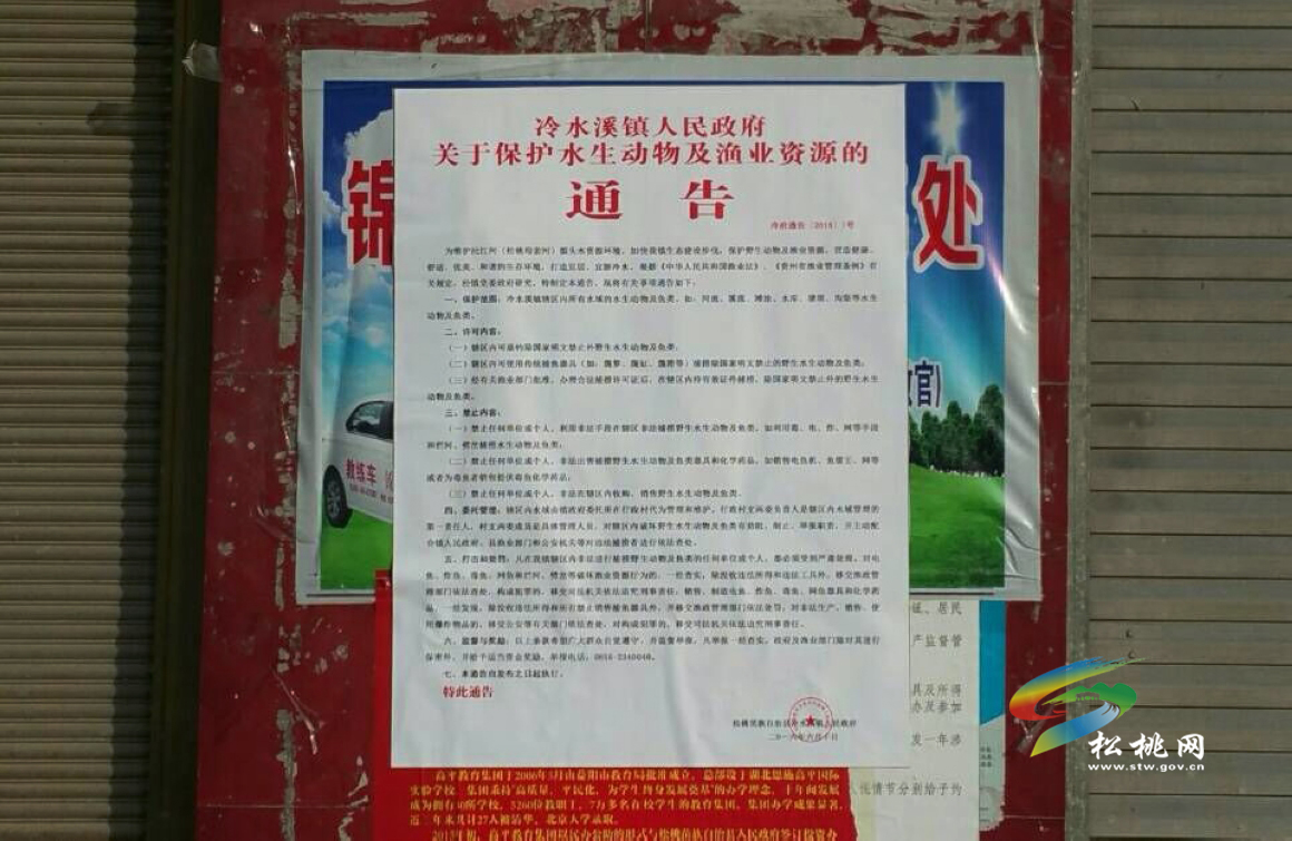 全民總動員，十萬魚苗下河灣！