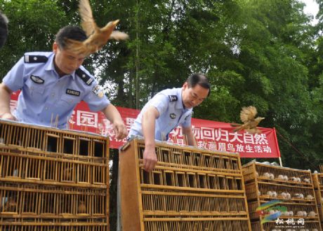 松桃：畫眉鳥重回大自然