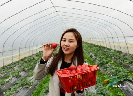 太平草莓熟啦！