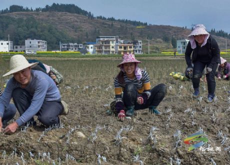 人勤春來早 田間地頭忙
