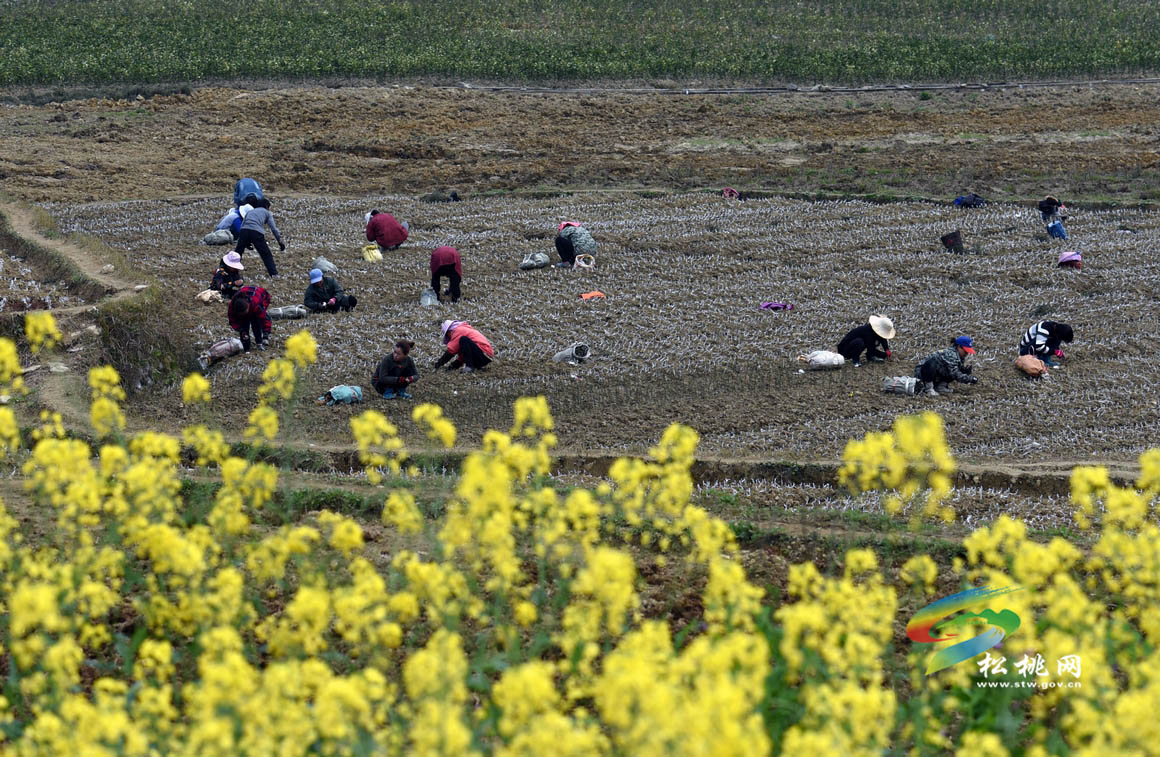 人勤春來早 田間地頭忙