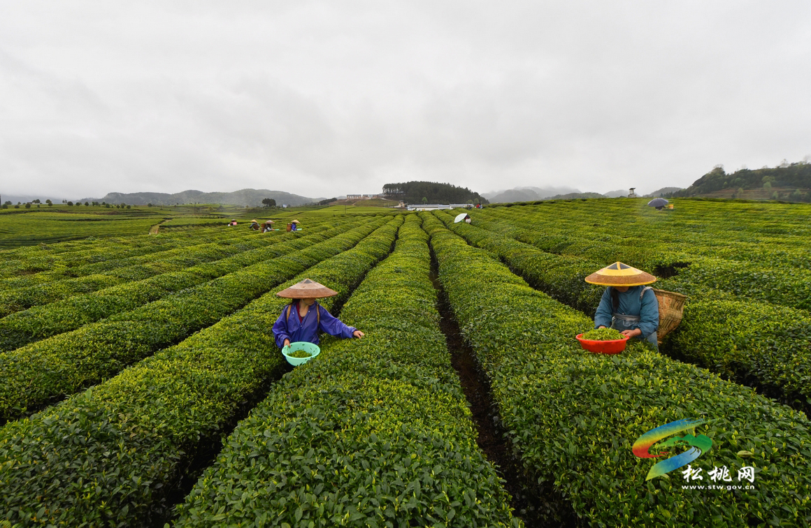 松桃：園區(qū)茶農(nóng)采茶助增收