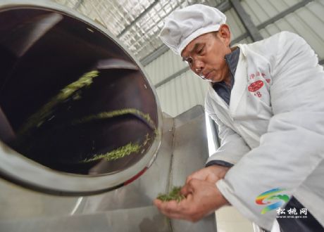 松桃：園區(qū)茶農(nóng)采茶助增收