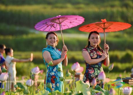 夏日荷花醉游客