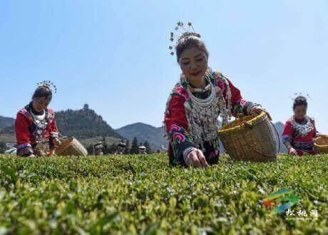 松桃：梵凈春來早 又聞茶飄香