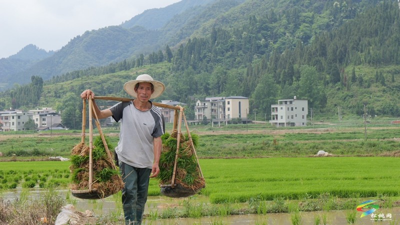 松桃普覺(jué)：訂單式種植1000畝水稻制種