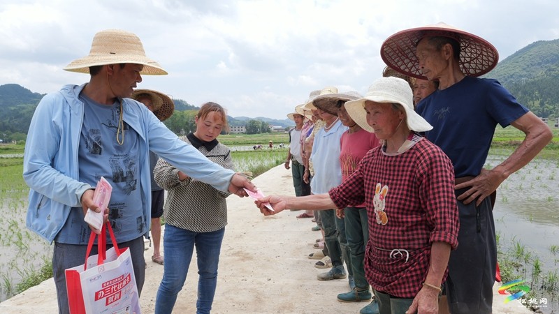 松桃普覺(jué)：訂單式種植1000畝水稻制種