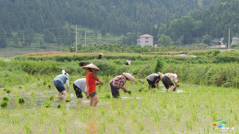 松桃普覺(jué)：訂單式種植1000畝水稻制種