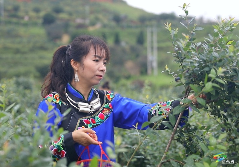 黃板鎮(zhèn)：藍莓采摘正當時酸酸甜甜你做主
