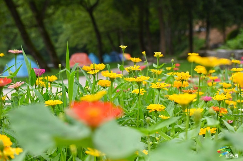 大路鎮(zhèn)三渡水風(fēng)景美,夏季玩水好去處