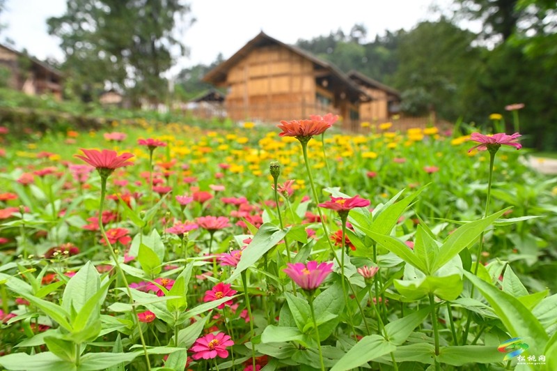 大路鎮(zhèn)三渡水風(fēng)景美,夏季玩水好去處