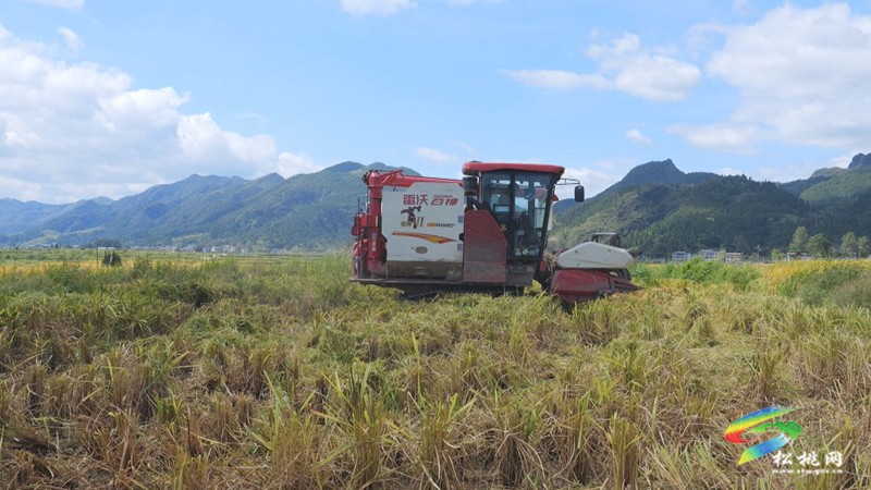 松桃：機(jī)械化收割 譜寫豐收“大樂章”
