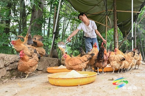 楊文毛：殘疾“新農(nóng)人” 逐夢山水間