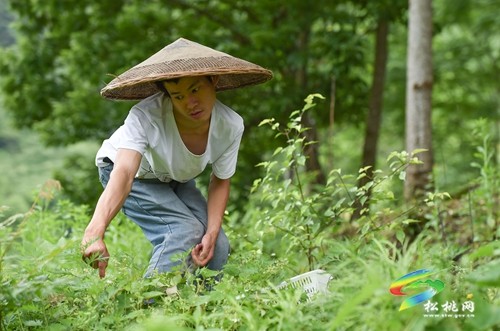 楊文毛：殘疾“新農(nóng)人” 逐夢山水間