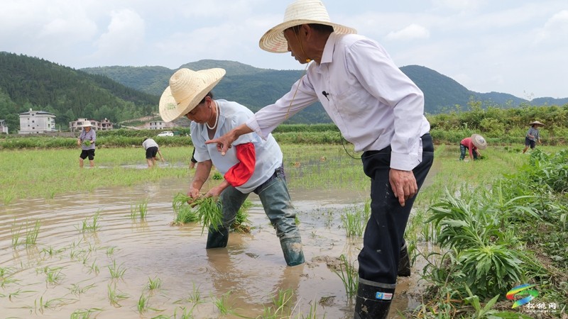 松桃普覺(jué)：訂單式種植1000畝水稻制種