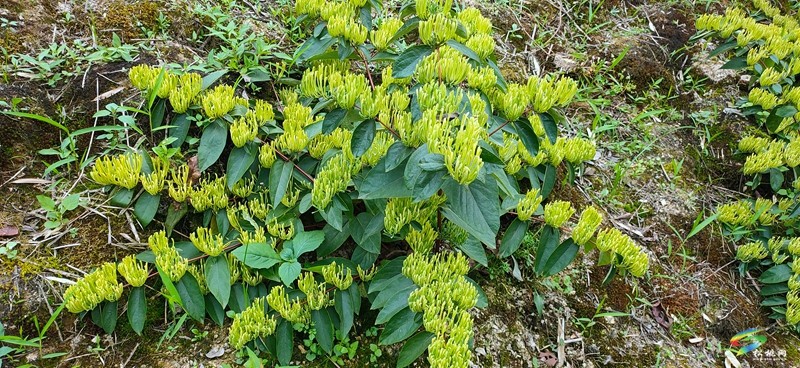 去友杠村，聽花開的聲音