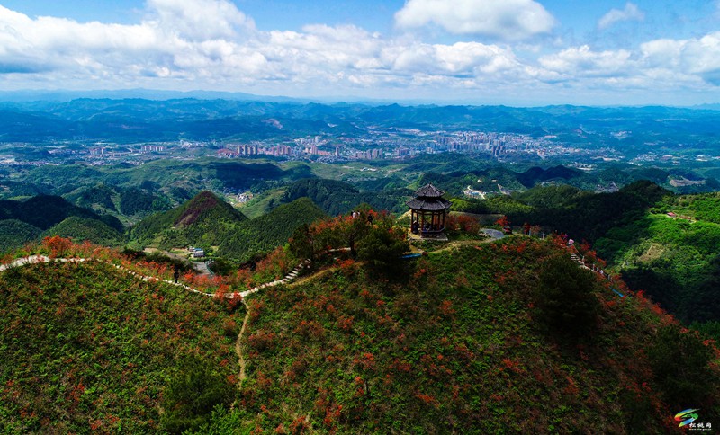 松桃：飛靈山上紅艷艷 朵朵花開引客來