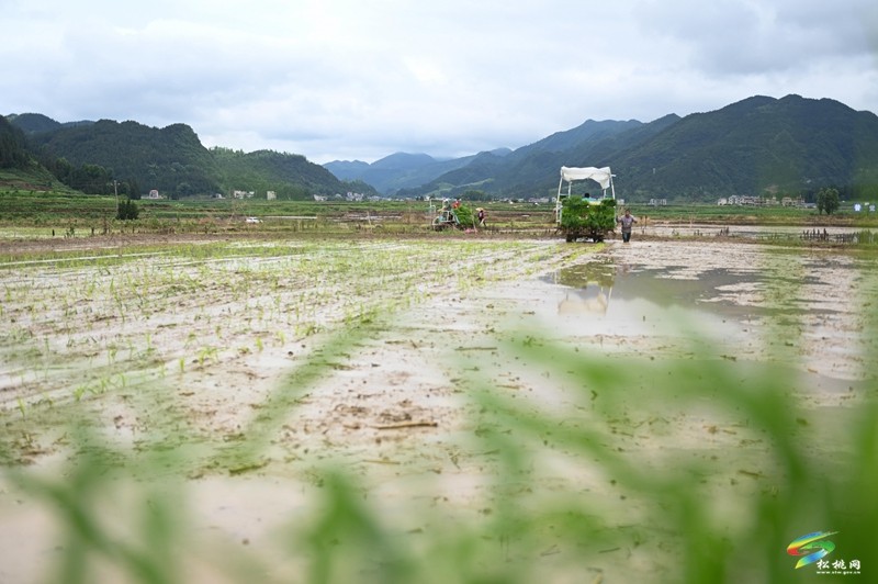 普覺鎮(zhèn)：1.21萬畝水稻移栽忙