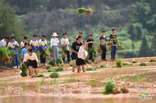 松桃盤信鎮(zhèn)：三夏好時(shí)節(jié) 助農(nóng)插秧忙