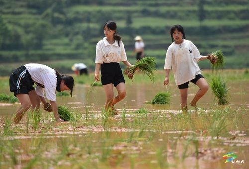 松桃盤信鎮(zhèn)：三夏好時(shí)節(jié) 助農(nóng)插秧忙