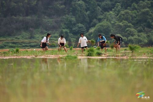 松桃盤信鎮(zhèn)：三夏好時(shí)節(jié) 助農(nóng)插秧忙