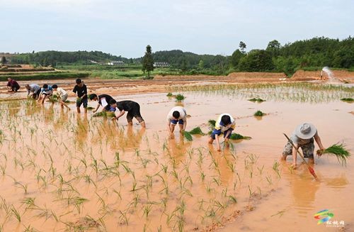 松桃盤信鎮(zhèn)：三夏好時(shí)節(jié) 助農(nóng)插秧忙