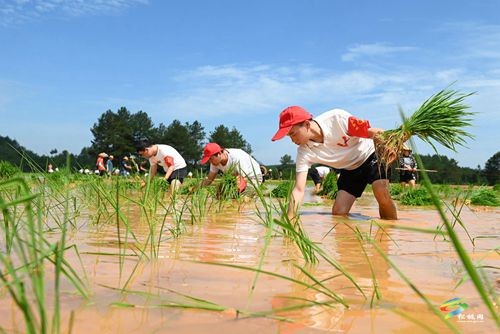松桃盤信鎮(zhèn)：三夏好時(shí)節(jié) 助農(nóng)插秧忙