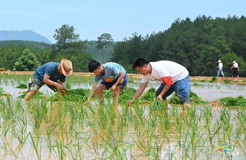 松桃盤信鎮(zhèn)：三夏好時(shí)節(jié) 助農(nóng)插秧忙
