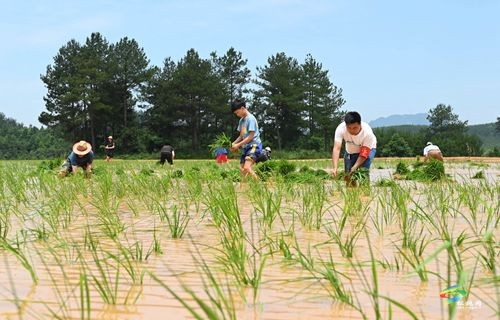 松桃盤信鎮(zhèn)：三夏好時(shí)節(jié) 助農(nóng)插秧忙