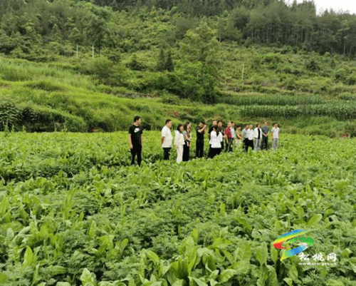 省農(nóng)科院專家到松桃指導(dǎo)生豬綠色種養(yǎng)循環(huán)項目實施