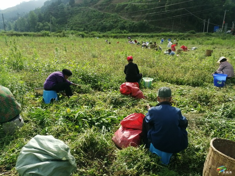 平頭鎮(zhèn)：“蜂窩草”大豐收 群眾笑顏開