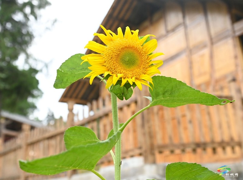 大路鎮(zhèn)三渡水風(fēng)景美,夏季玩水好去處