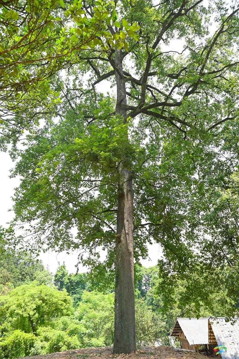 大路鎮(zhèn)三渡水風(fēng)景美,夏季玩水好去處