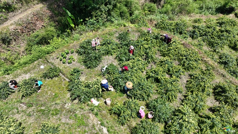 【老區(qū)新影像】松桃甘龍：種下金銀花 走上致富路