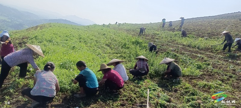 松桃平頭鎮(zhèn)：夏季茶山管護(hù)忙 群眾增收有保障