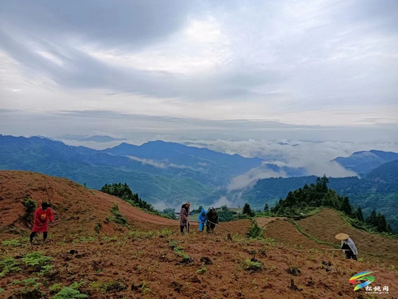 松桃平頭鎮(zhèn)：夏季茶山管護(hù)忙 群眾增收有保障