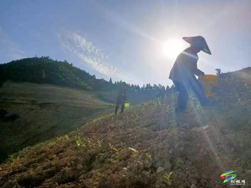 松桃平頭鎮(zhèn)：夏季茶山管護(hù)忙 群眾增收有保障