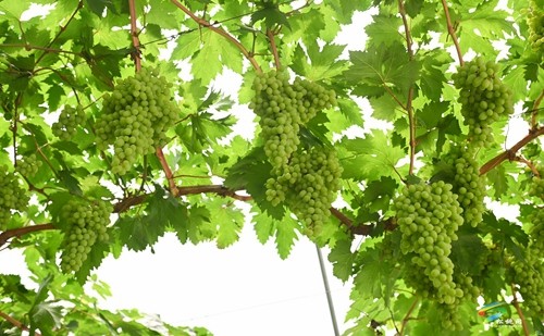 松桃貴府酒莊正式開業(yè) 年產(chǎn)能達(dá)200噸以上