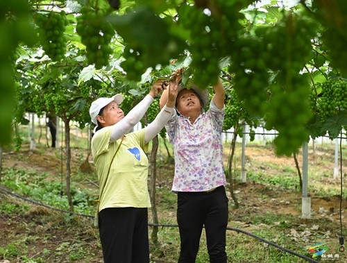 松桃貴府酒莊正式開業(yè) 年產(chǎn)能達(dá)200噸以上