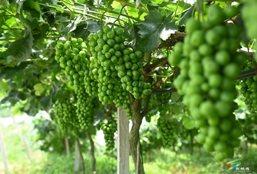 松桃貴府酒莊正式開業(yè) 年產(chǎn)能達(dá)200噸以上
