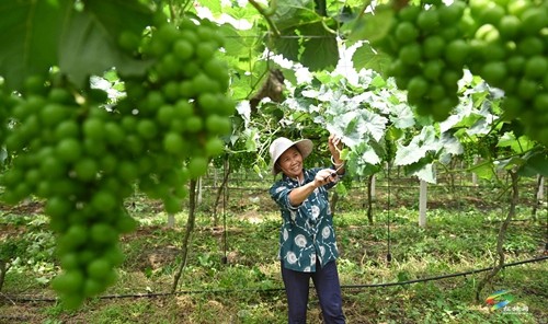 松桃貴府酒莊正式開業(yè) 年產(chǎn)能達(dá)200噸以上