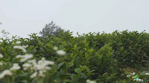 【老區(qū)新影像】永安鄉(xiāng)：高山千畝虎杖 拓寬百姓致富路