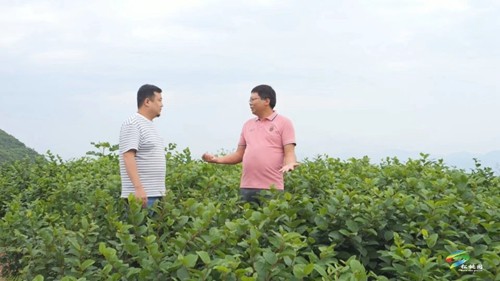 【老區(qū)新影像】永安鄉(xiāng)：高山千畝虎杖 拓寬百姓致富路