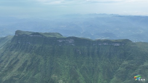【老區(qū)新影像】永安鄉(xiāng)：高山千畝虎杖 拓寬百姓致富路