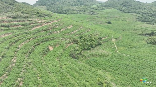 【老區(qū)新影像】永安鄉(xiāng)：高山千畝虎杖 拓寬百姓致富路