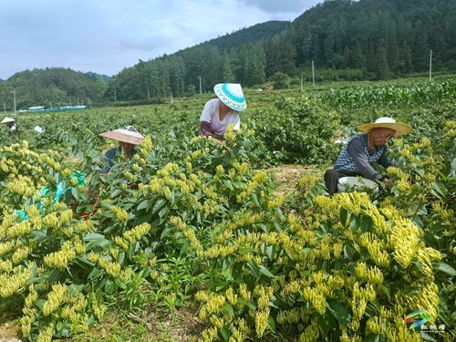 永安鄉(xiāng)：金銀花飄香 村民采收忙